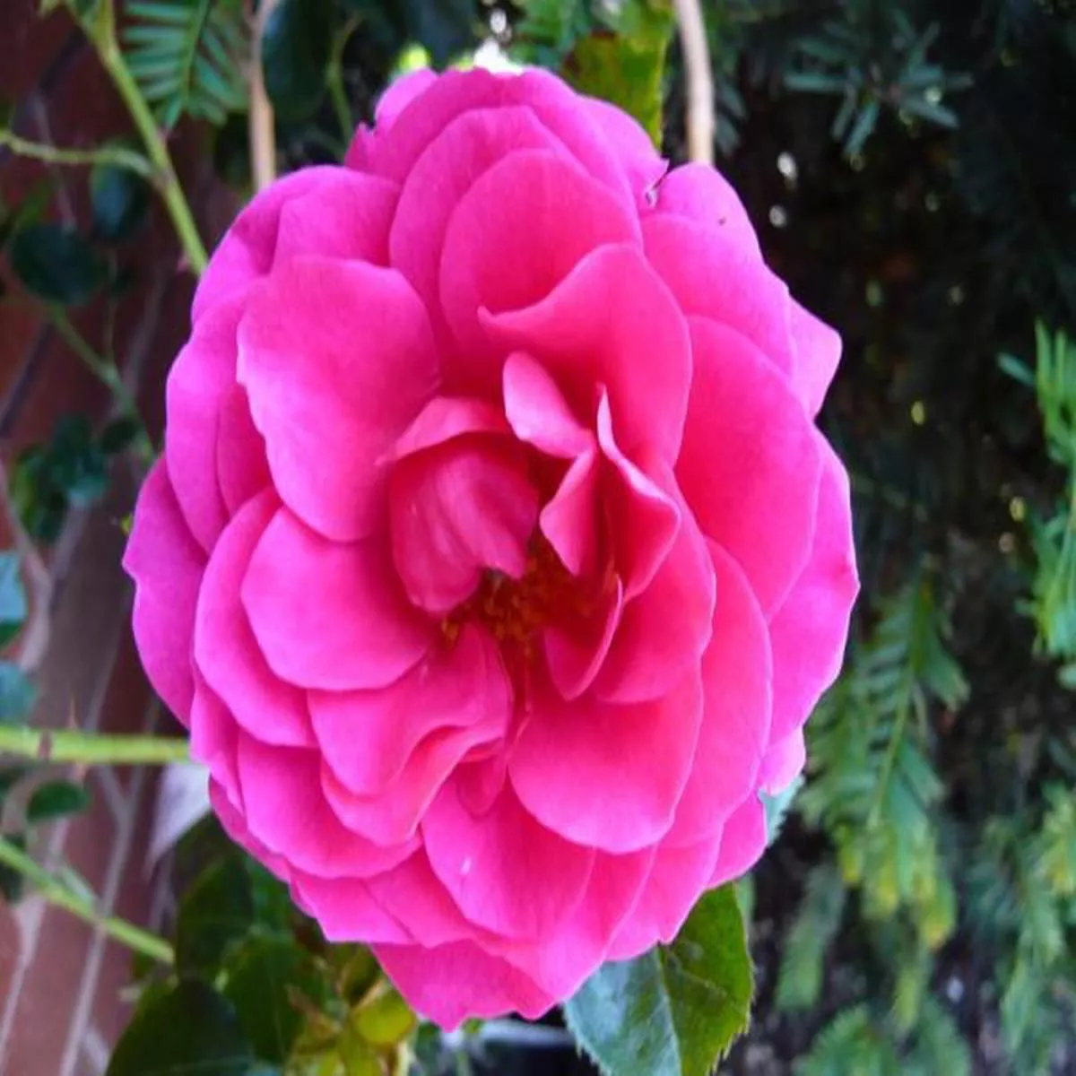 Rosa Starlight ExpressClimbing Rose