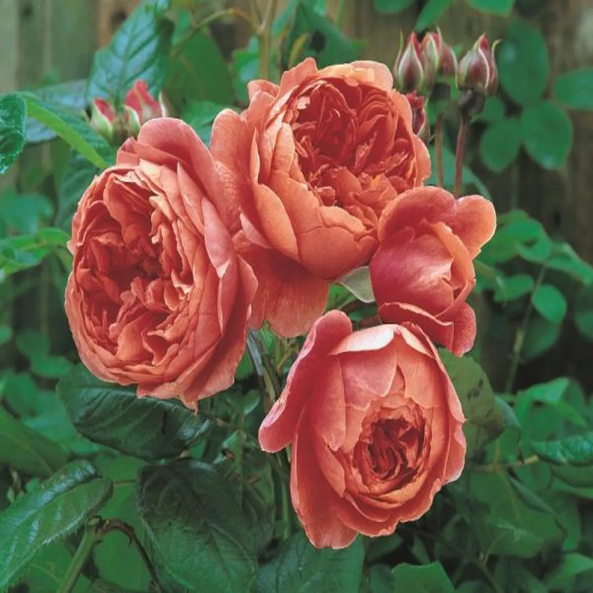 Rosa Summer Song (Austango)Fragrant English Rose