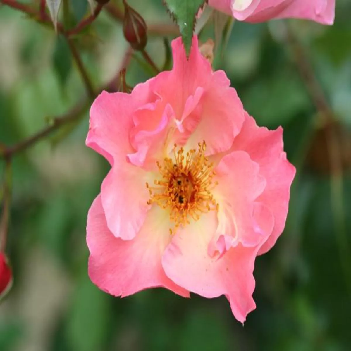Rosa Summer WineClimbing Rose