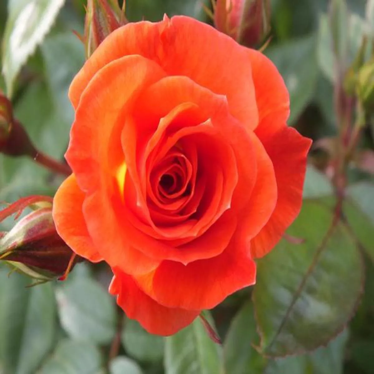Rosa Sunseeker (Dicracer)Patio Rose
