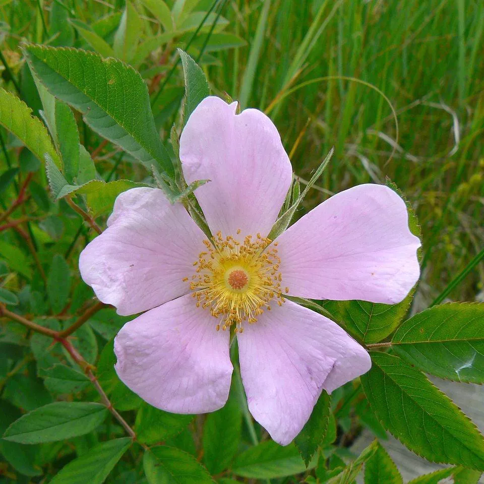 Rosa virginiana- Virginia Rose