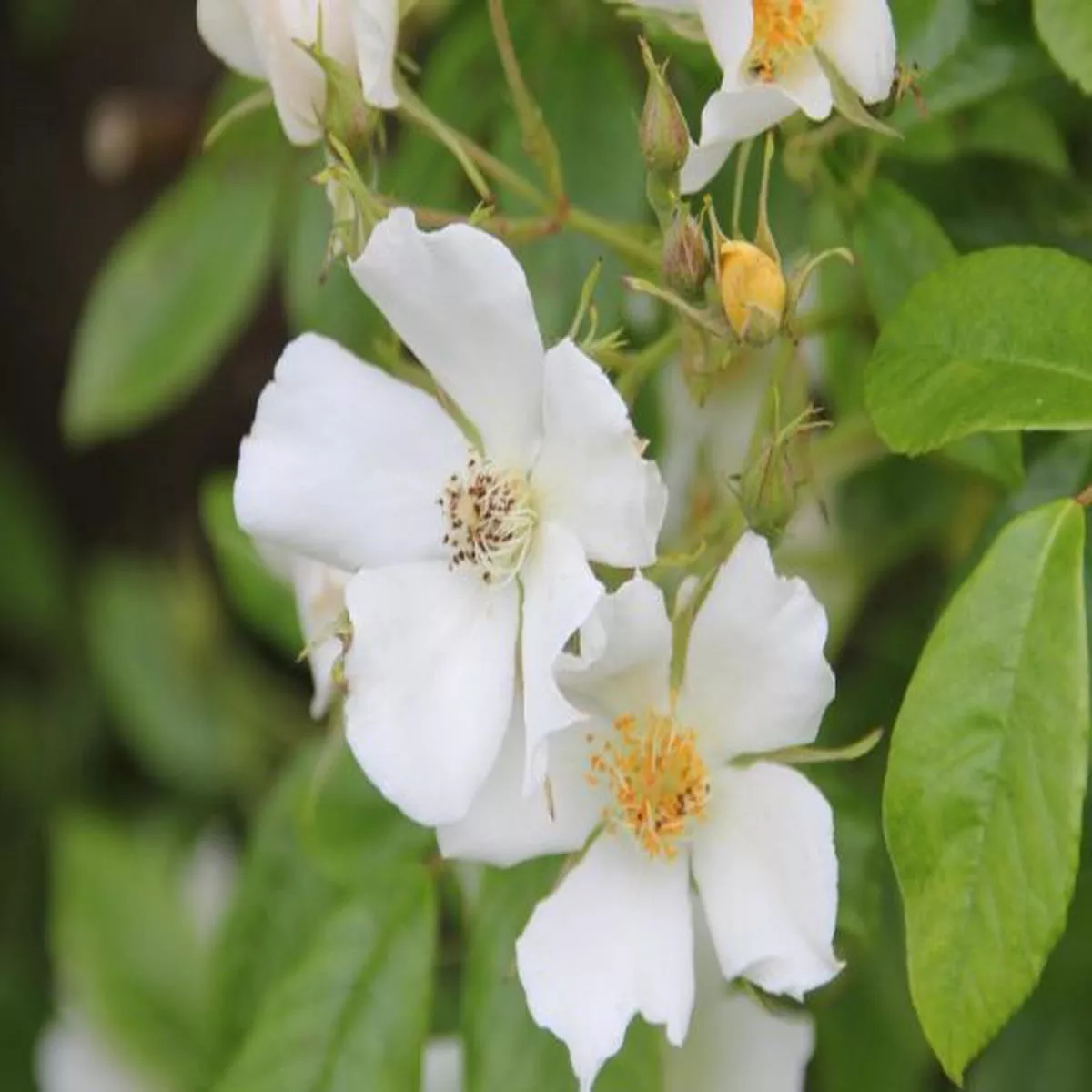 Rosa Wedding DayRambling Rose
