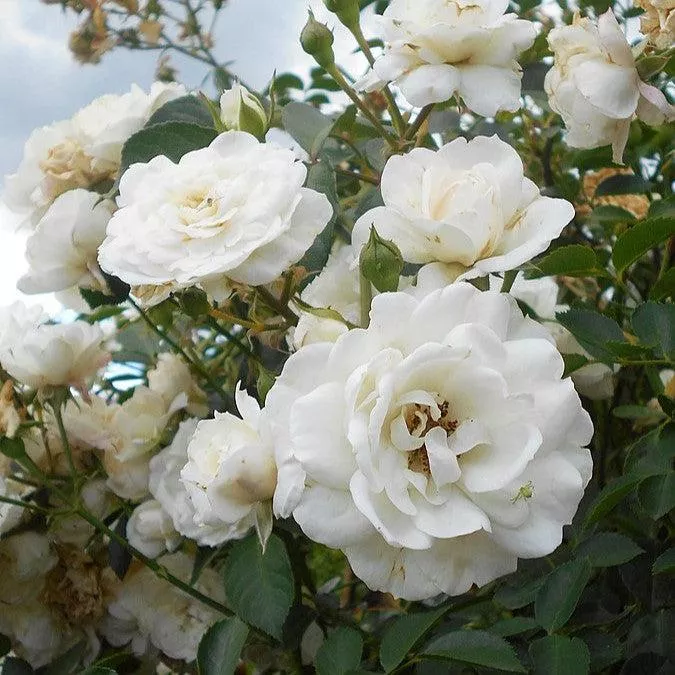 Rosa 'White Dawn'- White Dawn Rose