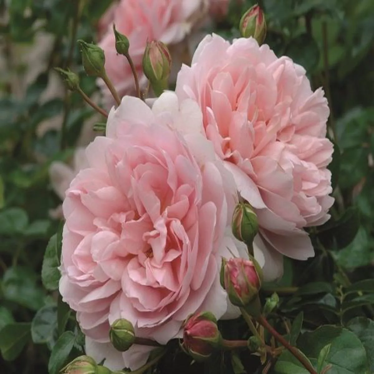 Rosa Wildeve (ausbonny)David AustinEnglish Shrub Rose