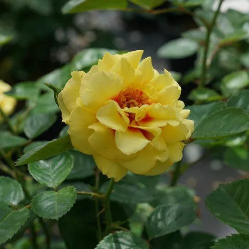 Rosa x 'ChewGateway'- Rise Up Ringo Climbing Rose