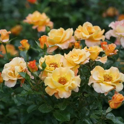 Rosa x 'CHEWGEWEST'- Oso Easy Suñorita Rose