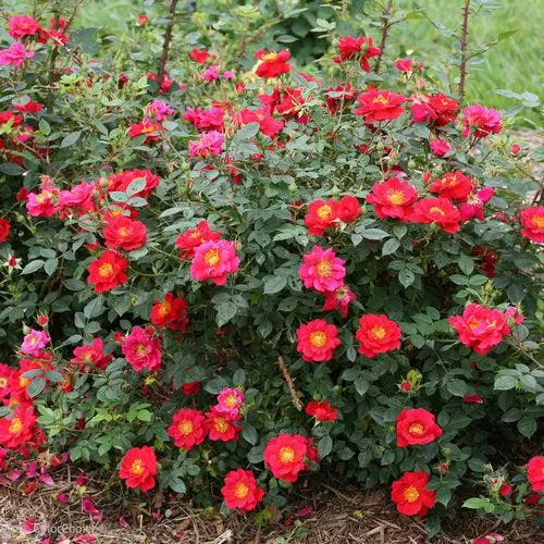 Rosa x 'ChewPatout'- Oso Easy Urban Legend Rose