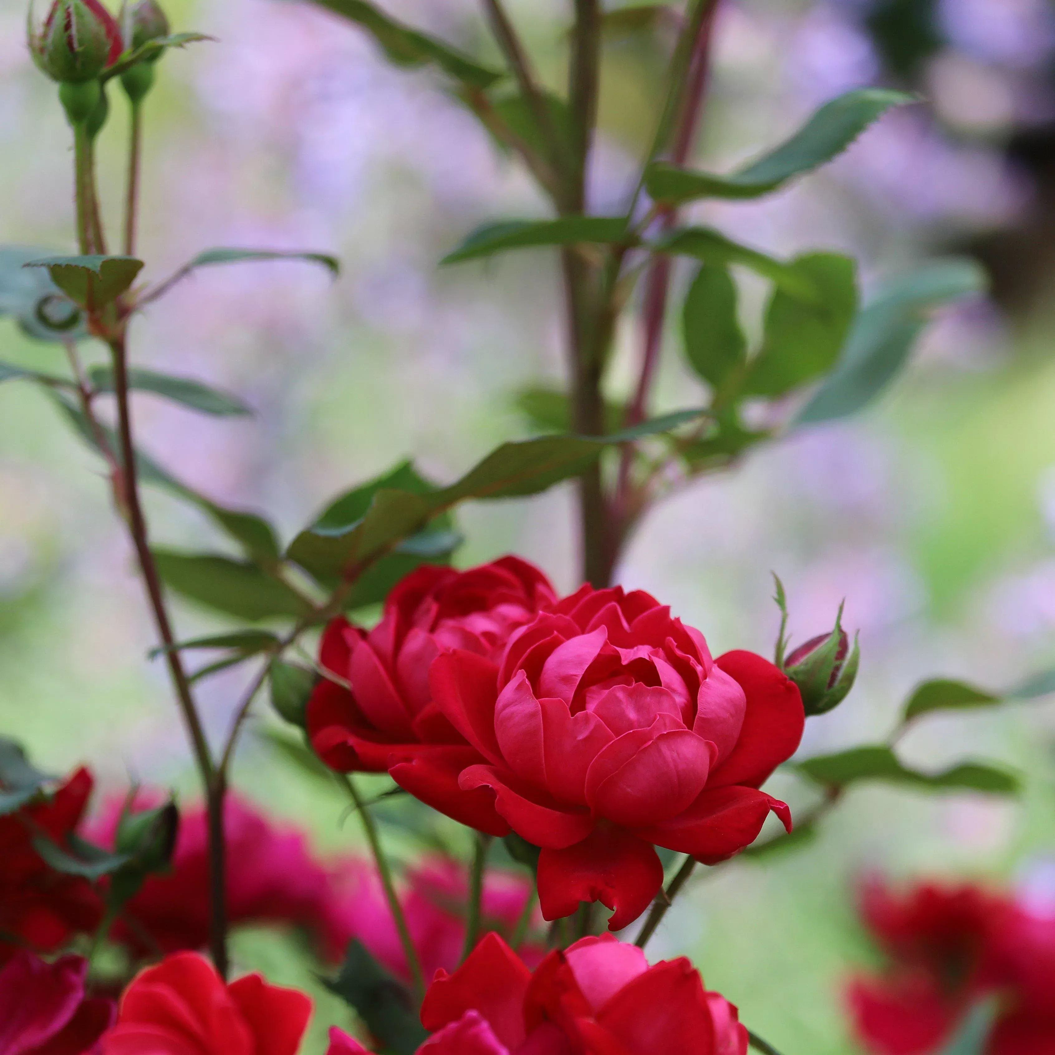 Rosa x 'Meibenbino'- Petite Knock Out Rose