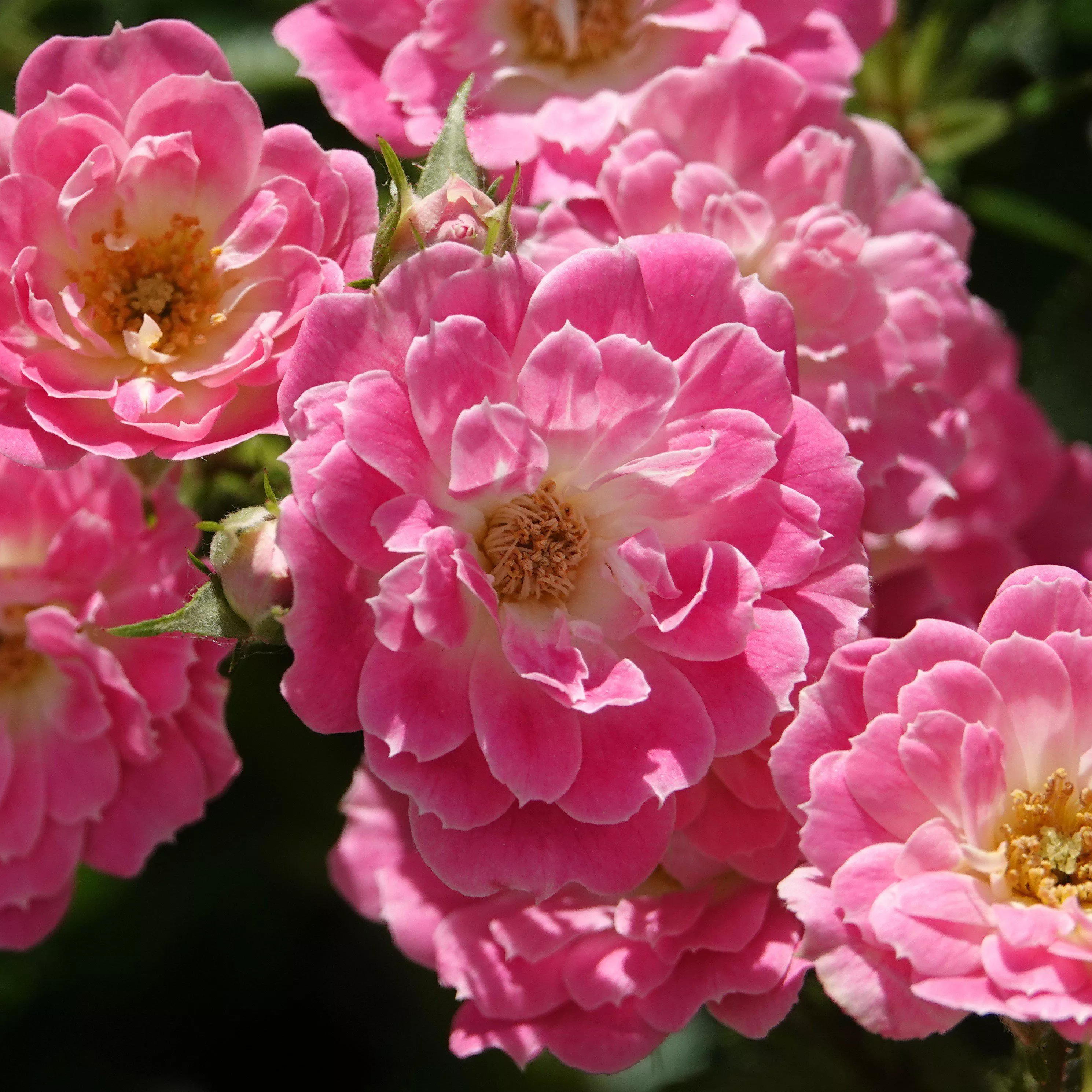 Rosa x 'NOA168098F'- Flower Carpet Pink Supreme Rose