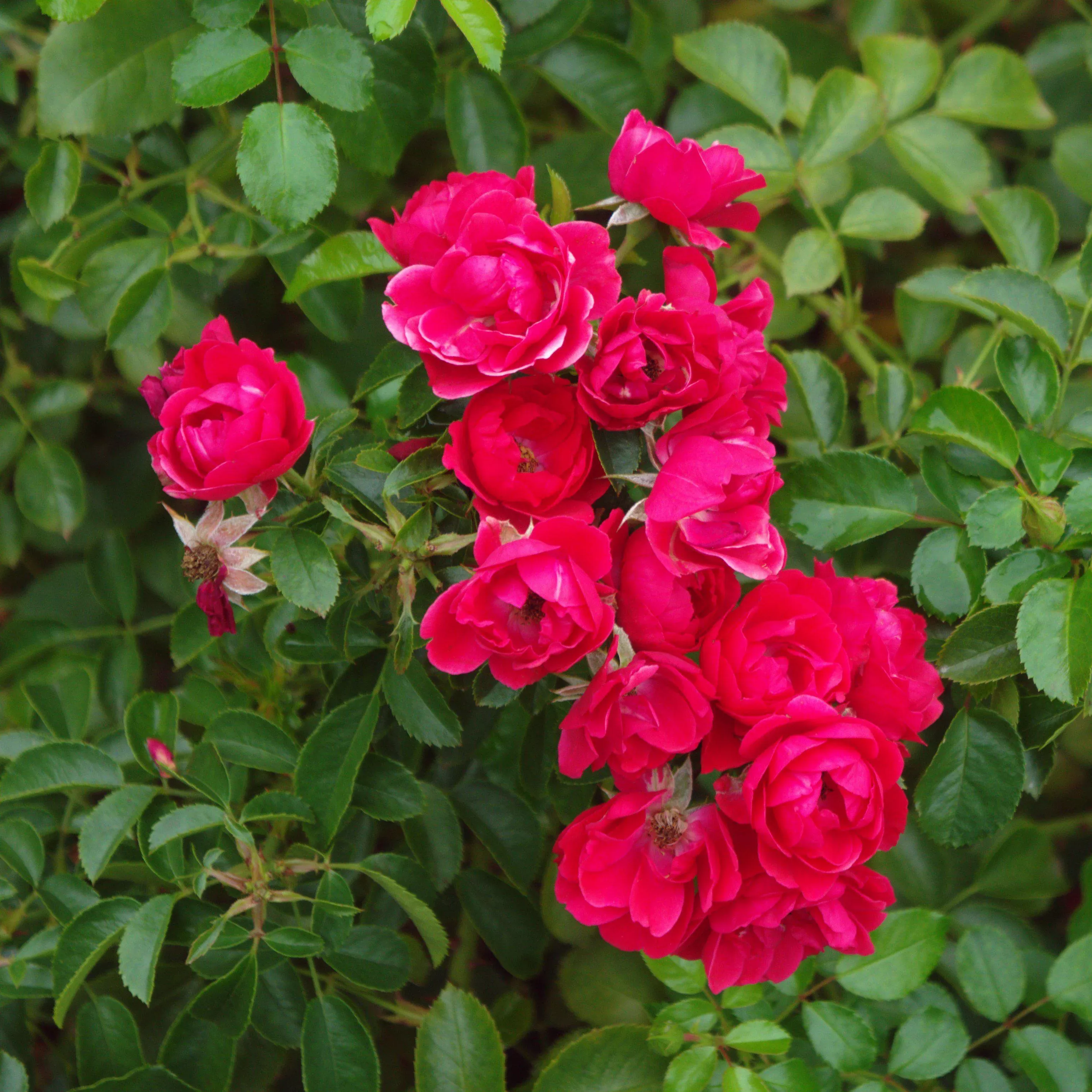 Rosa x 'NOA83100B'- Flower Carpet Scarlet Rose