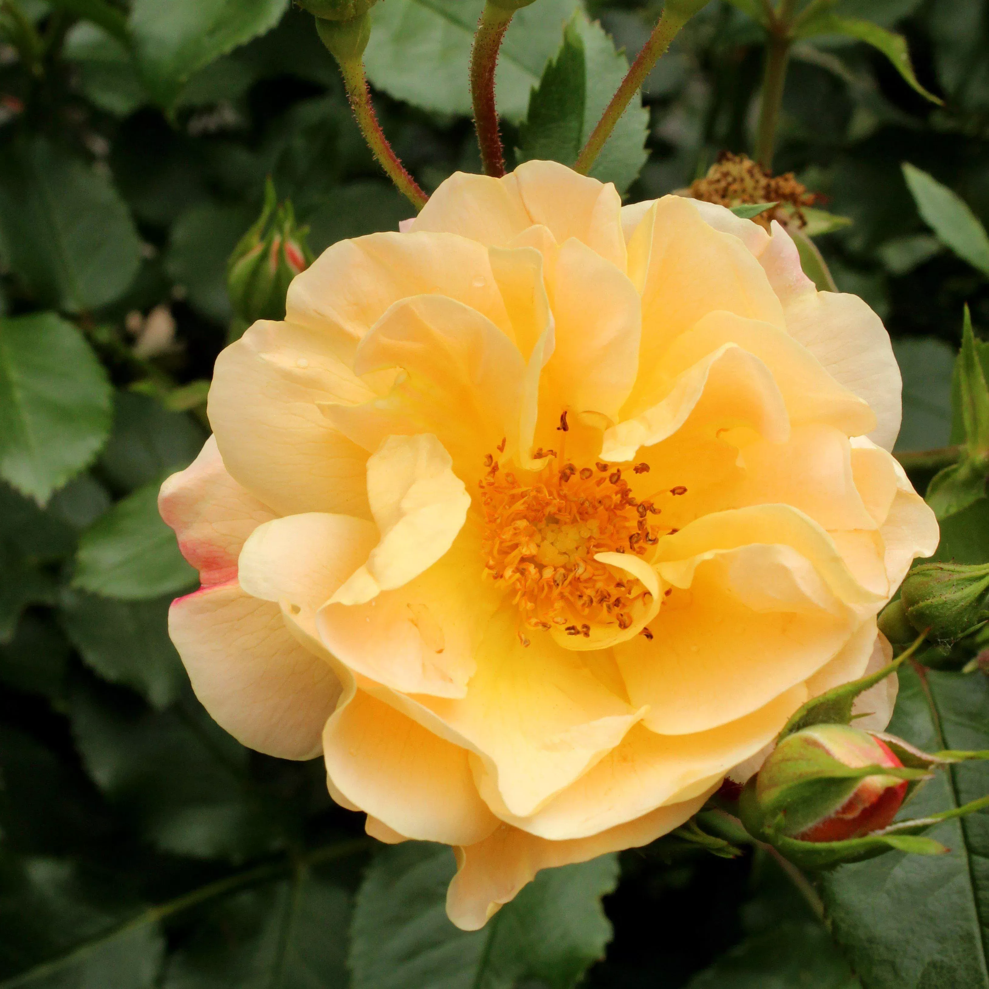 Rosa x 'NOA97400A'- Flower Carpet Amber Rose