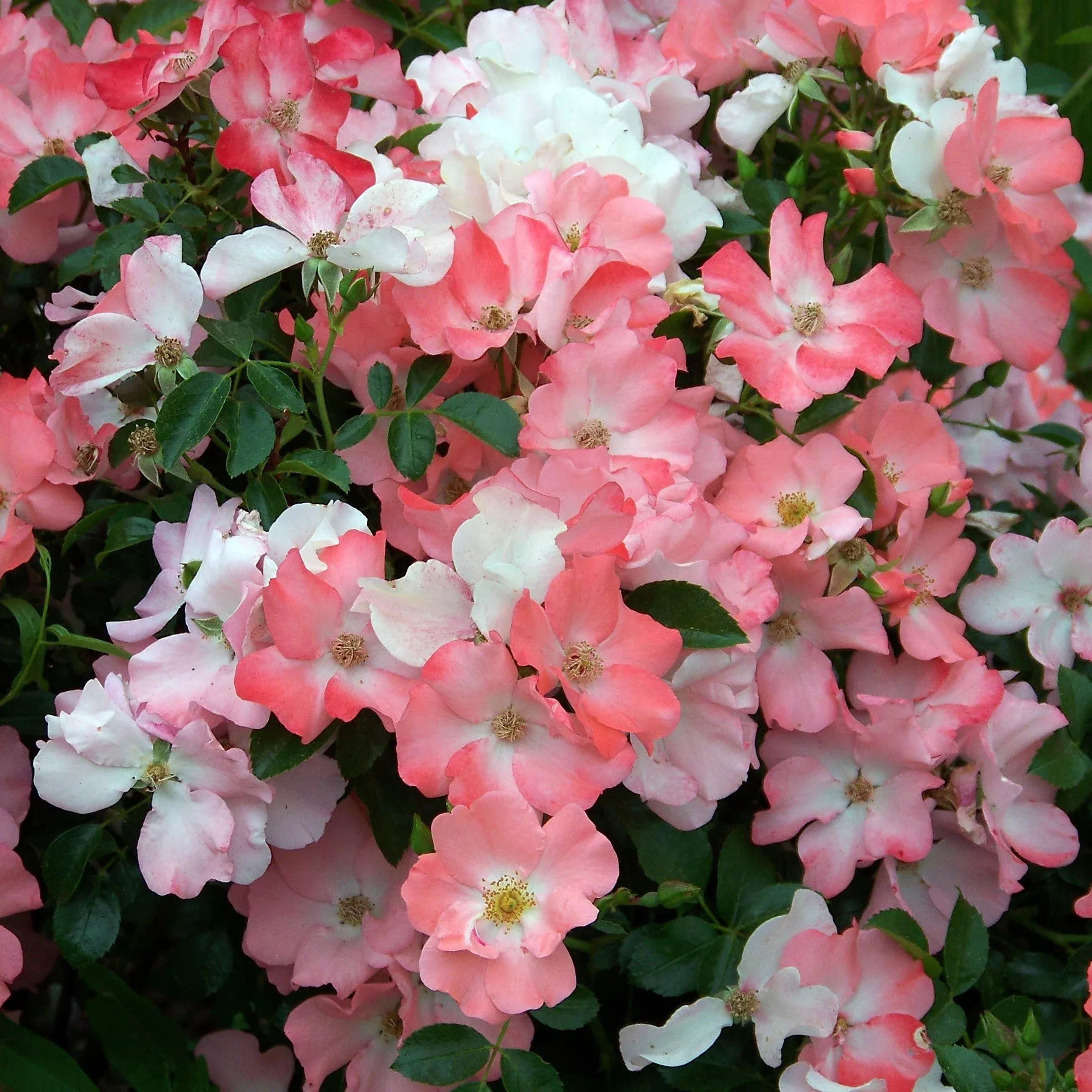 Rosa x 'Noala- Flower Carpet Coral Rose