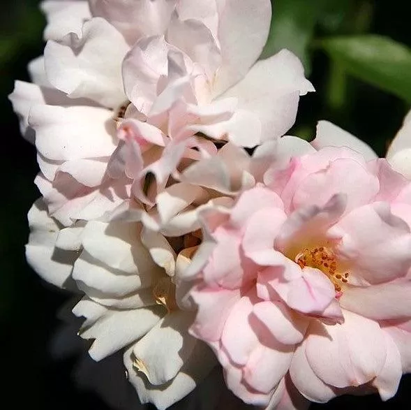 Rosa x Noamel- Flower Carpet Appleblossom Rose