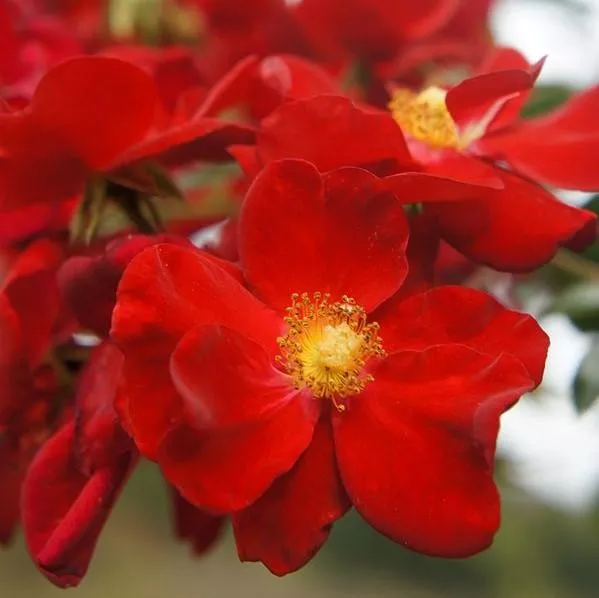 Rosa x 'Noare'- Flower Carpet Red Rose