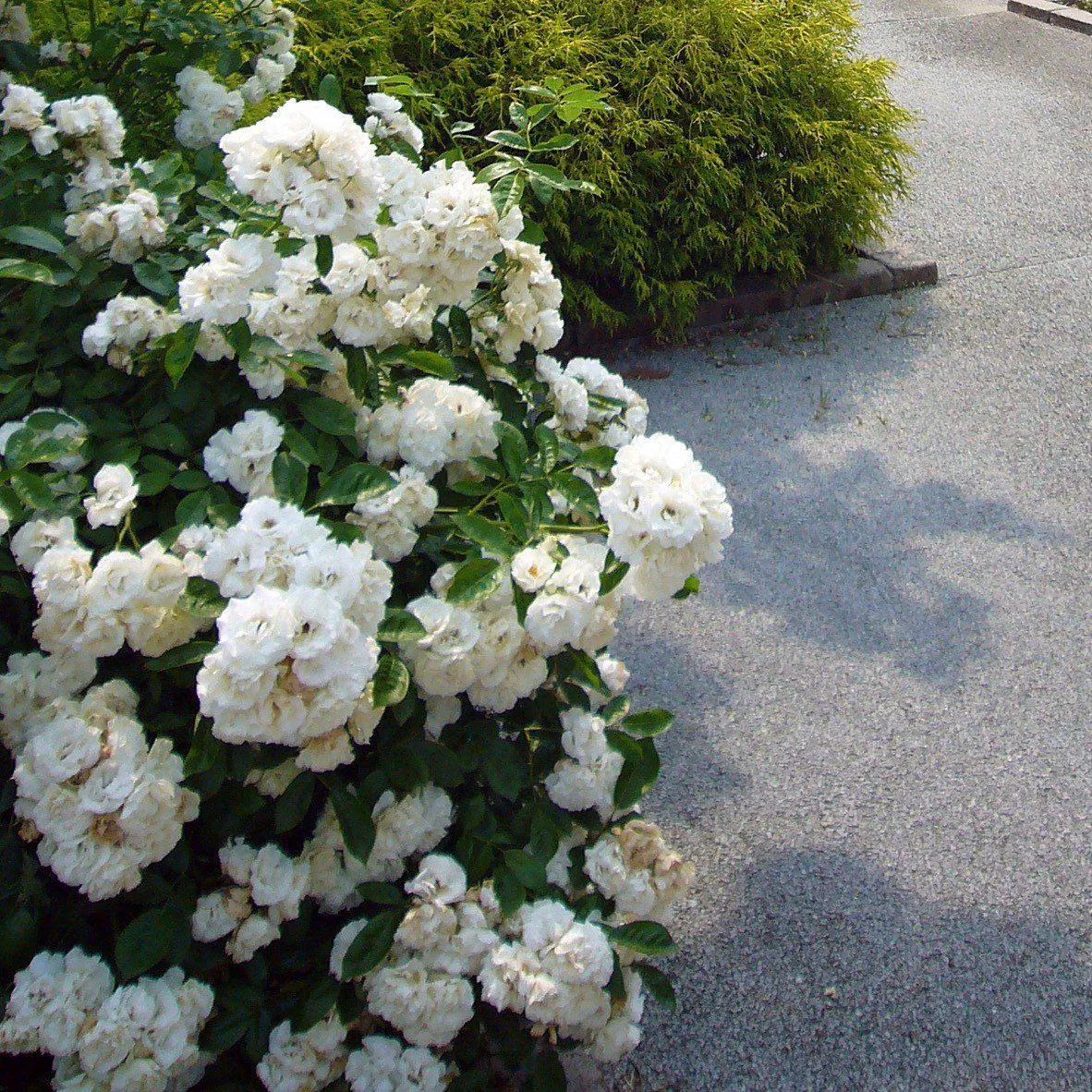 Rosa x 'Noaschnee'- Flower Carpet White Rose
