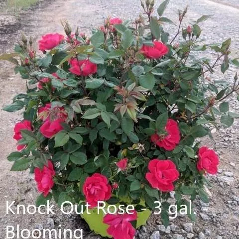 Rosa x 'Radrazz'- Knock Out Shrub Rose, Red