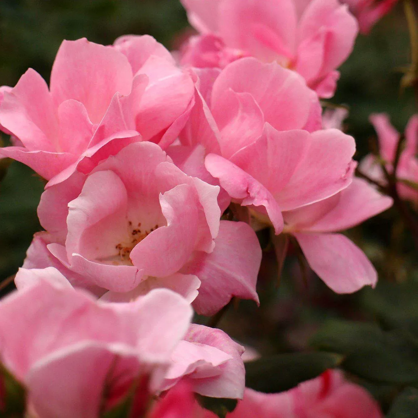 Rosa x 'Radyod- Blushing Knock Out Rose