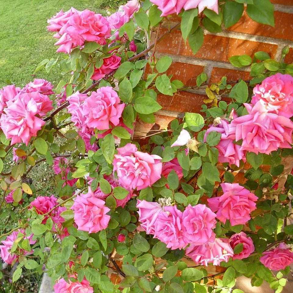 Rosa 'Zéphirine Drouhin'- Zéphirine Drouhin Rose
