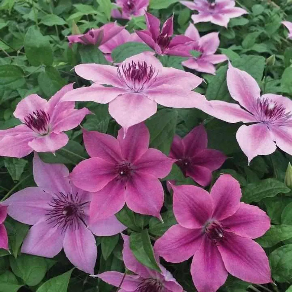 Rosalie Donahros Clematis