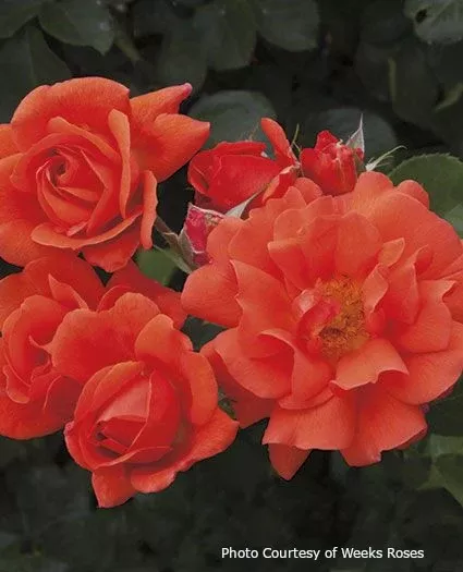 Rose 'Above All™'