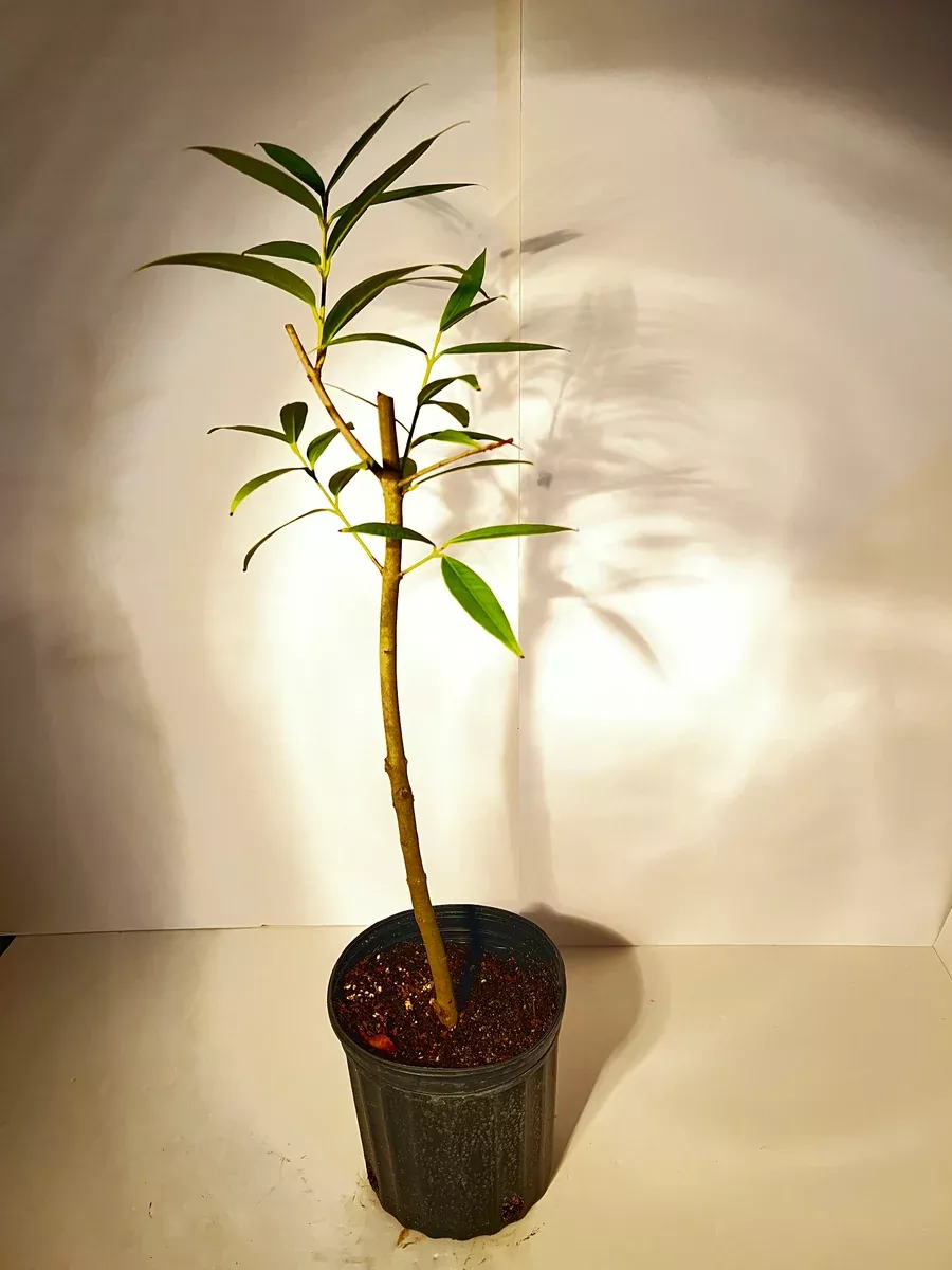 Rose Apple Tree (Airlayer) 1 Gallon (Like eating a sweet rose)
