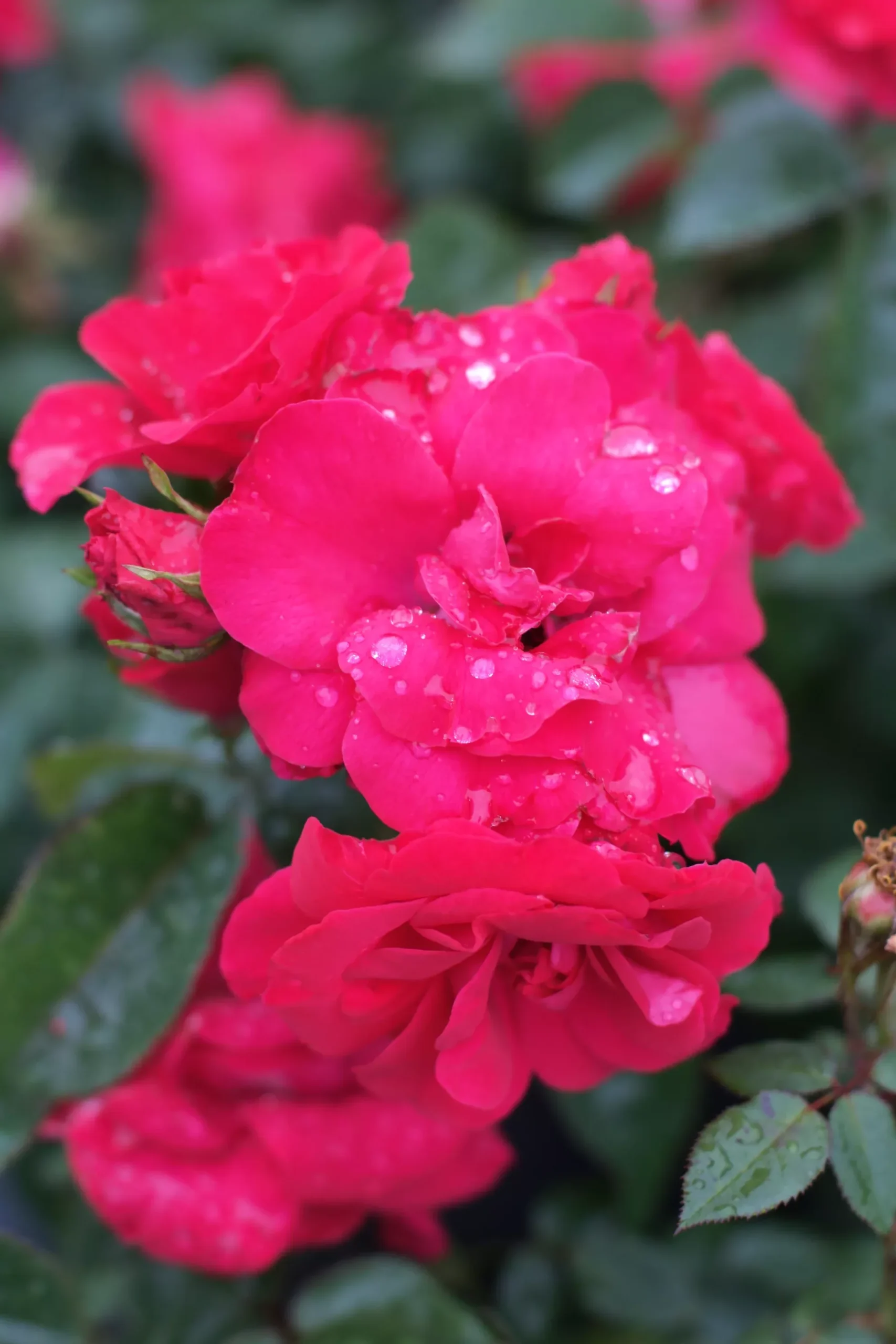 Rose Bee Sweet Dessert First™ - 2 Gallon