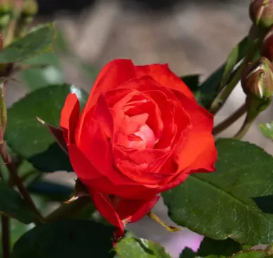 Rose Brick House Orange Rose