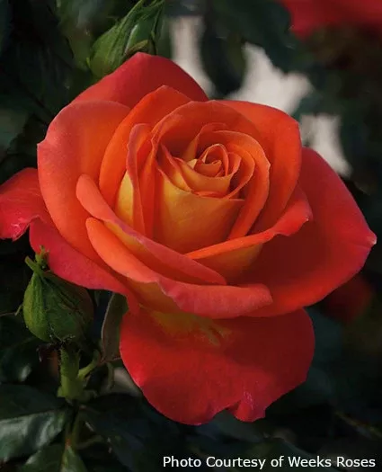 Rose 'Burst of Joy™'