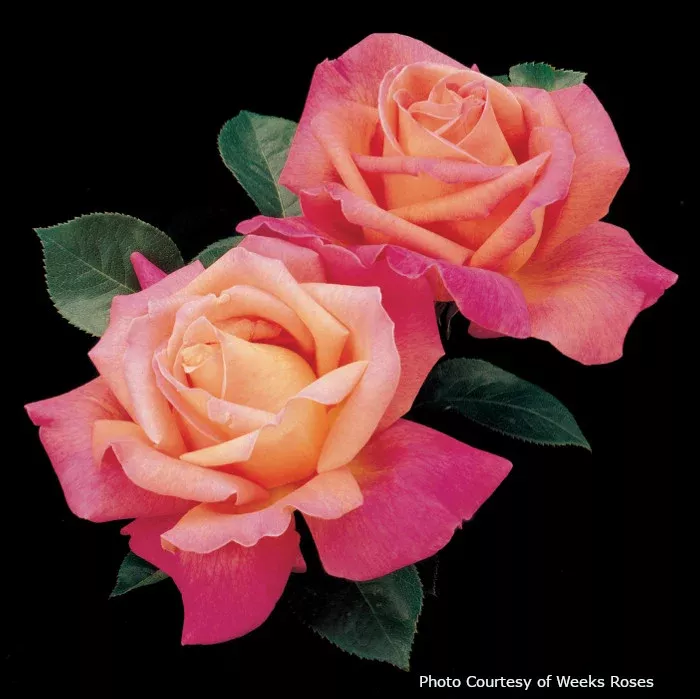 Rose 'Chicago Peace'