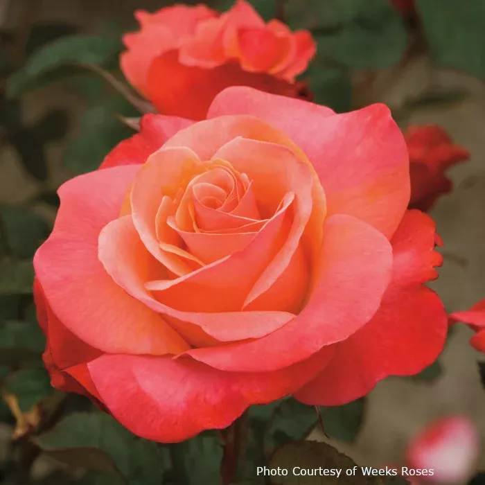 Rose 'Colorific™'