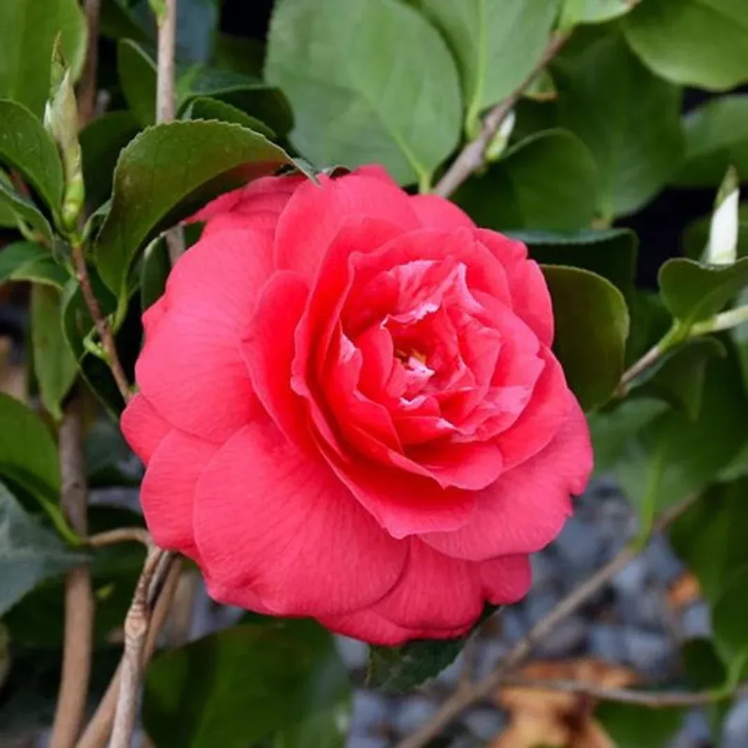 Rose Dawn Camellia Japonica