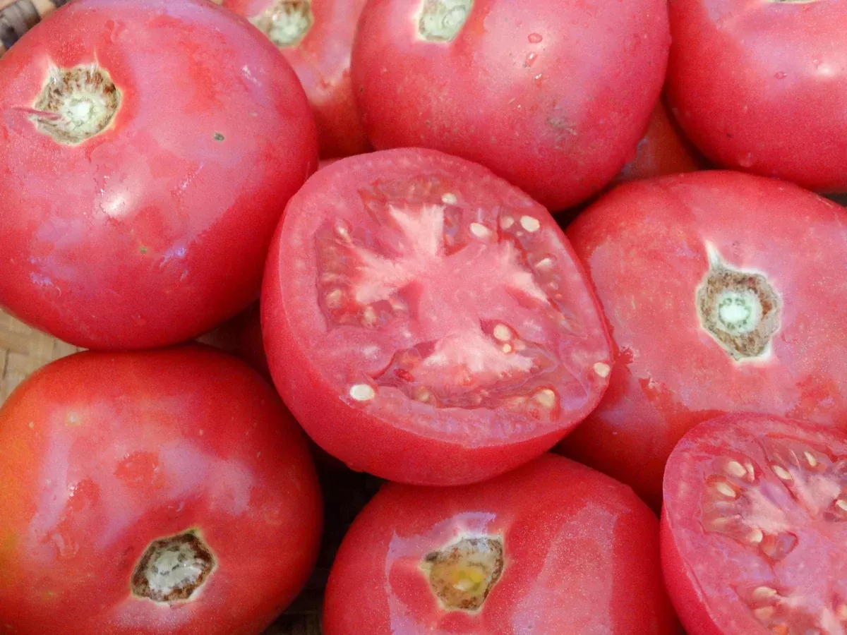 Rose de Berne Tomato