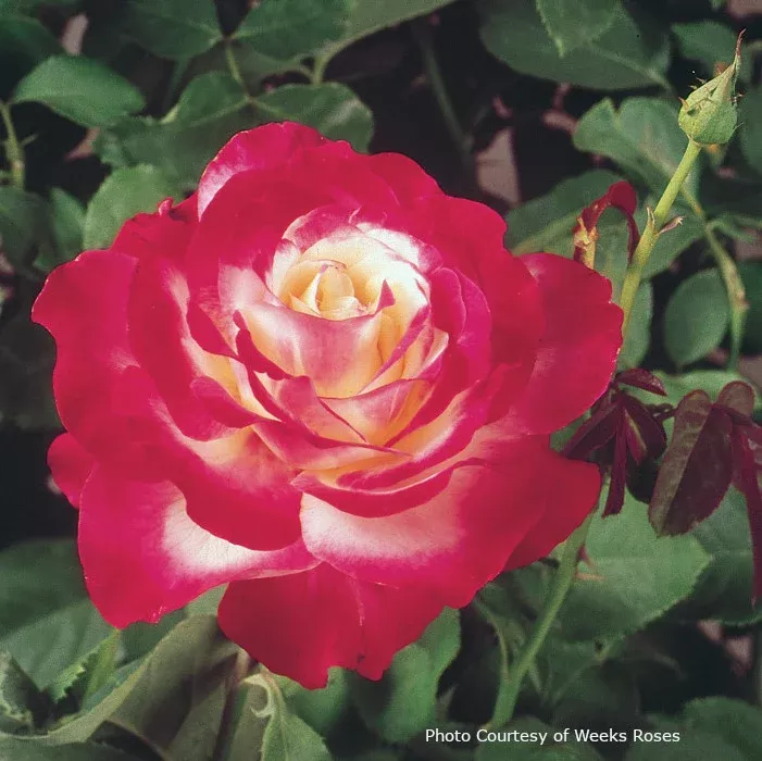 Rose 'Double Delight'