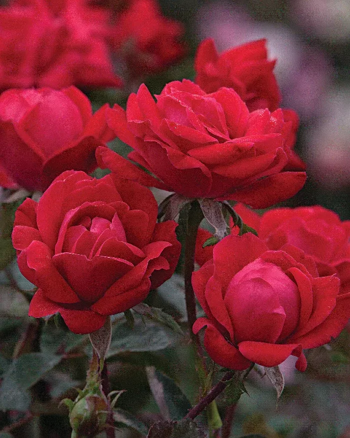 Rose 'Double Knock Out'