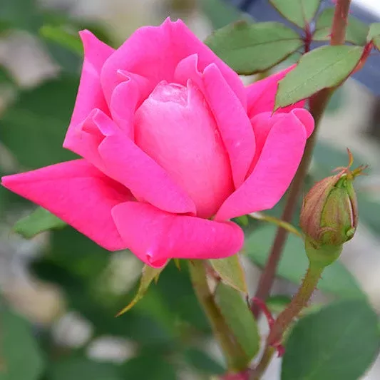 Rose Double KO Pink - 3 Gallon Pot