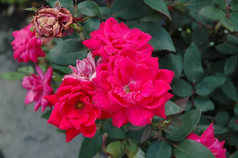 Rose Double KO Red - 2 Gallon Pot