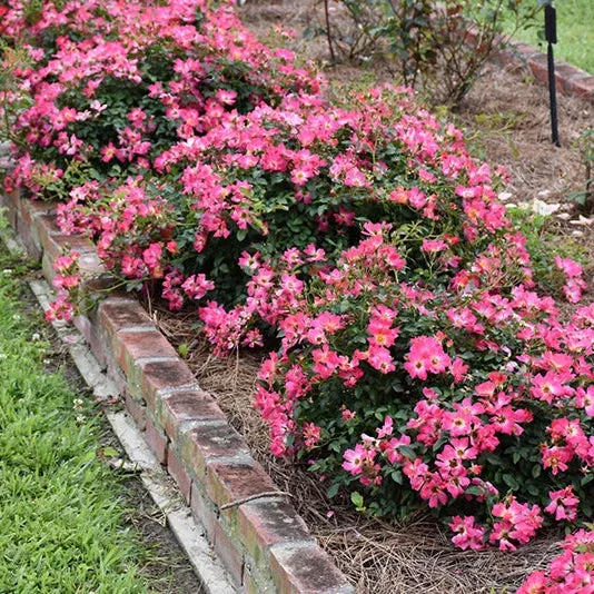 Rose Drift Pink - 2 Gallon Pot