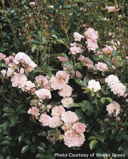 Rose 'The Fairy'