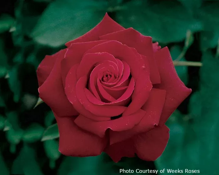 Rose 'Firefighter'