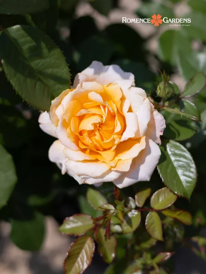 Rose 'Forever Amber™'