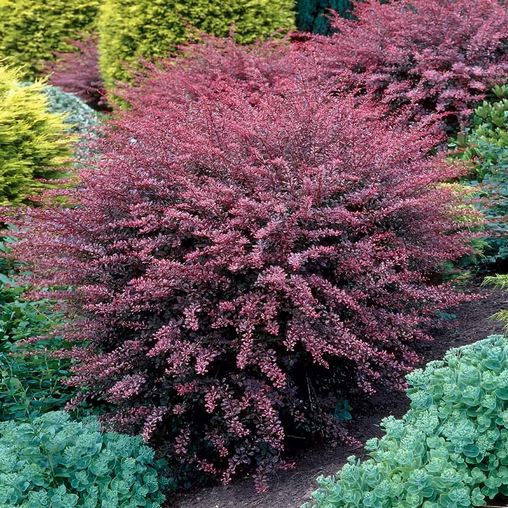 Rose Glow Barberry Shrub
