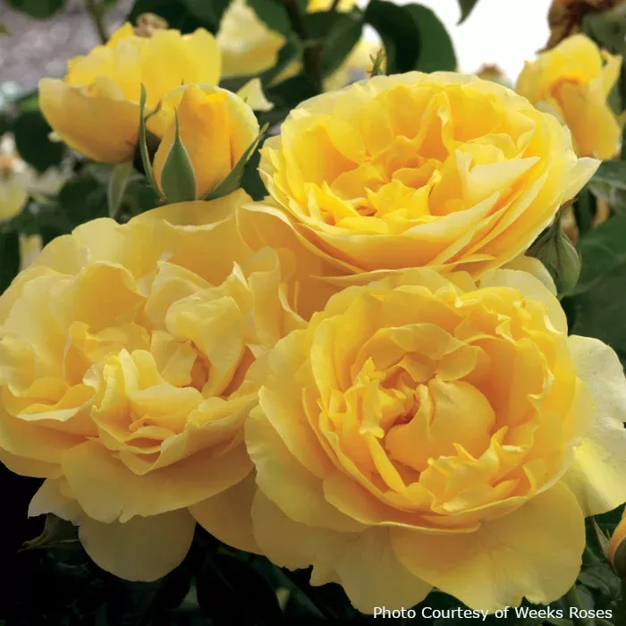 Rose 'Happy Go Lucky™'