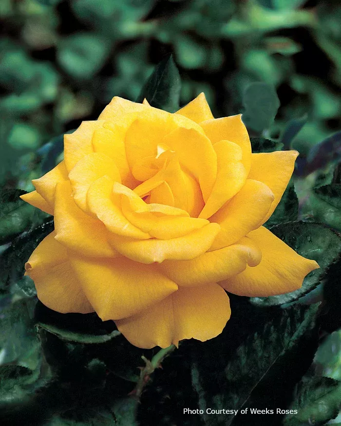 Rose 'Henry Fonda'