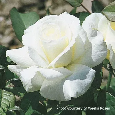 Rose 'Honor™'
