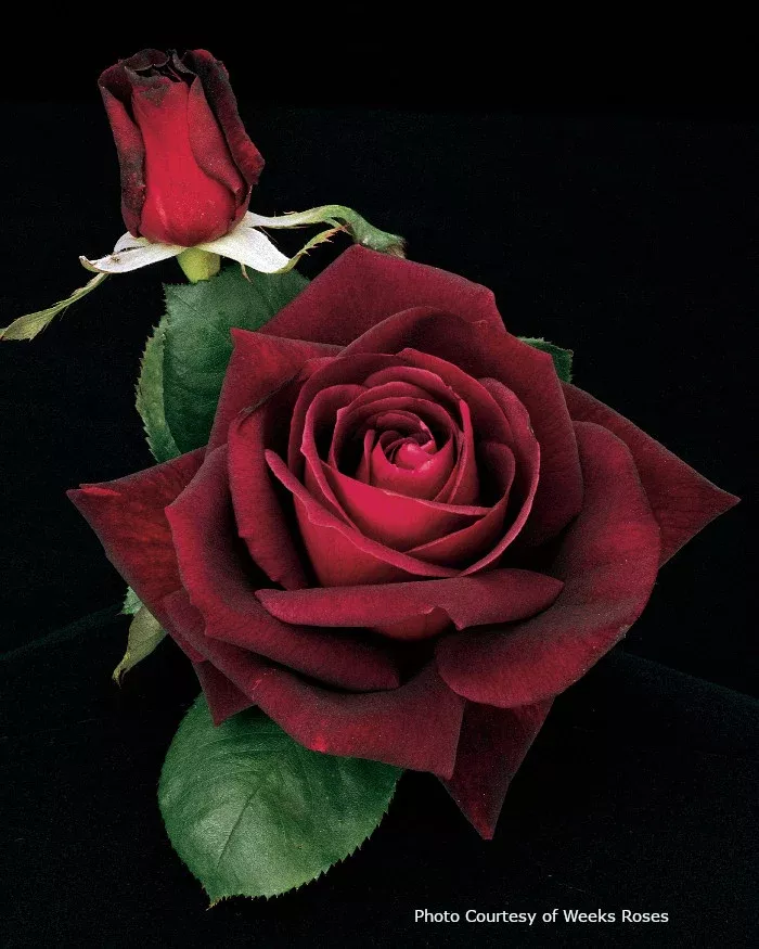Rose 'Ink Spots'