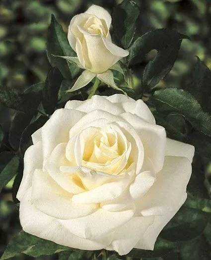 Rose 'John F. Kennedy'