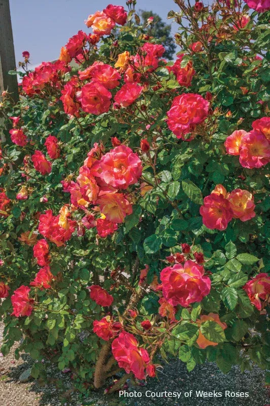 Rose 'Joseph's Coat'