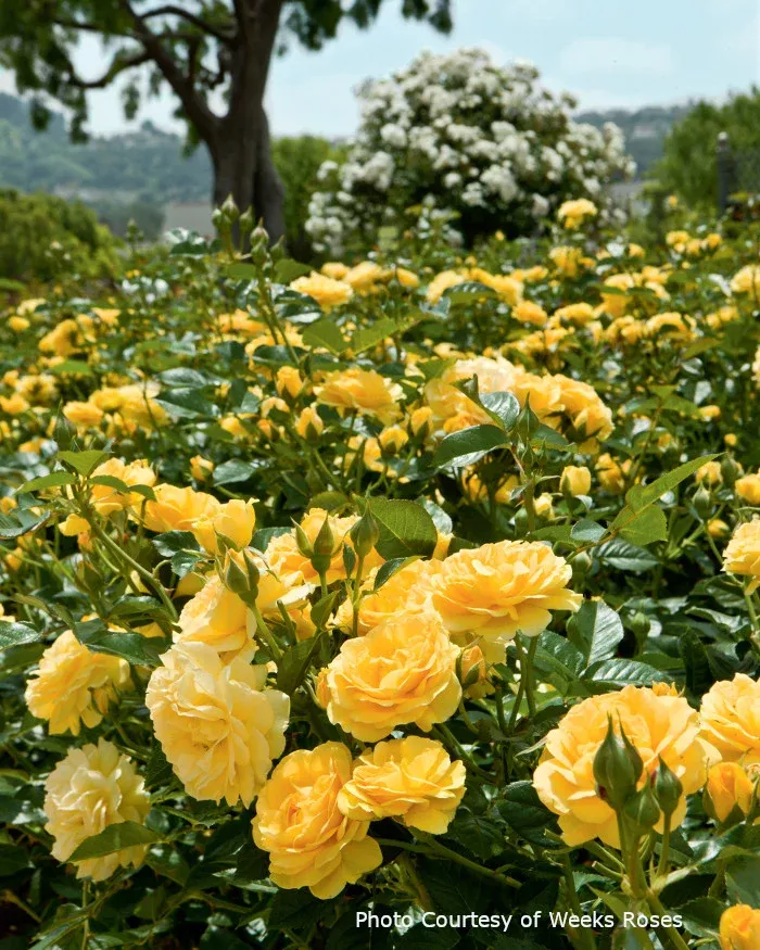 Rose 'Julia Child™'