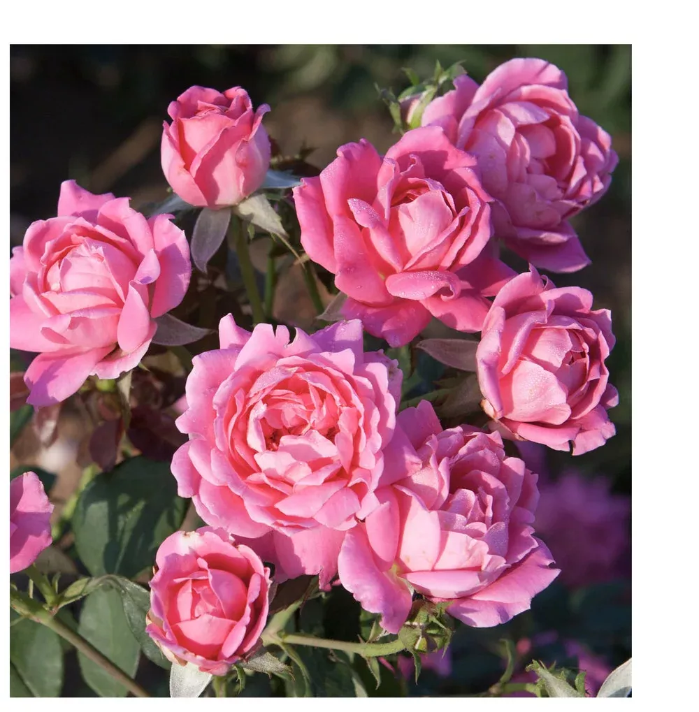 Rose Knock Out Double Pink - 2 Gallon