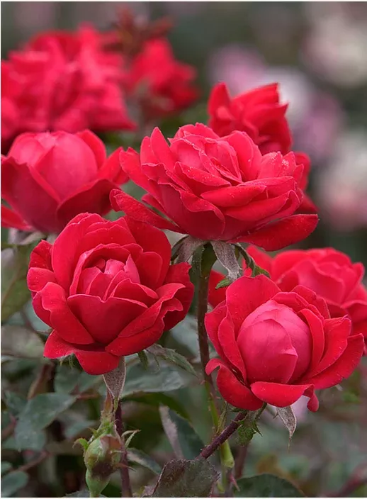 Rose Knock Out Double Red - 2 Gallon